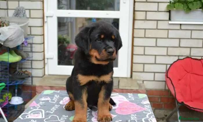 Rottweiler dogs jahxs saspdm Rottweiler pups for sale - Advert 6