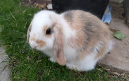 Mini Lop rabbits for sale: Gorgeous Mini lop babies looking for new homes - Image 6