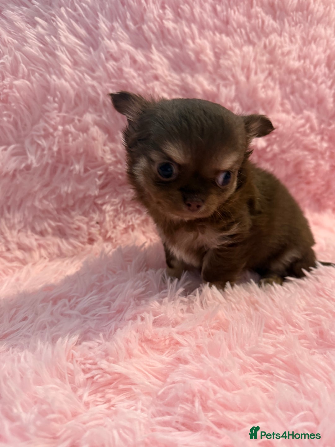 Chihuahua dogs for sale: Beautiful litter of four l/c CHIHUAHUAS READY NOW! - Advert 7