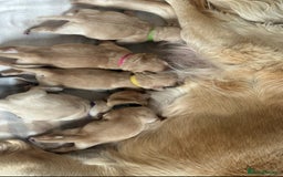Golden Retriever dogs for sale: Stunning Showline Golden Retrievers 🐾  - Image 7