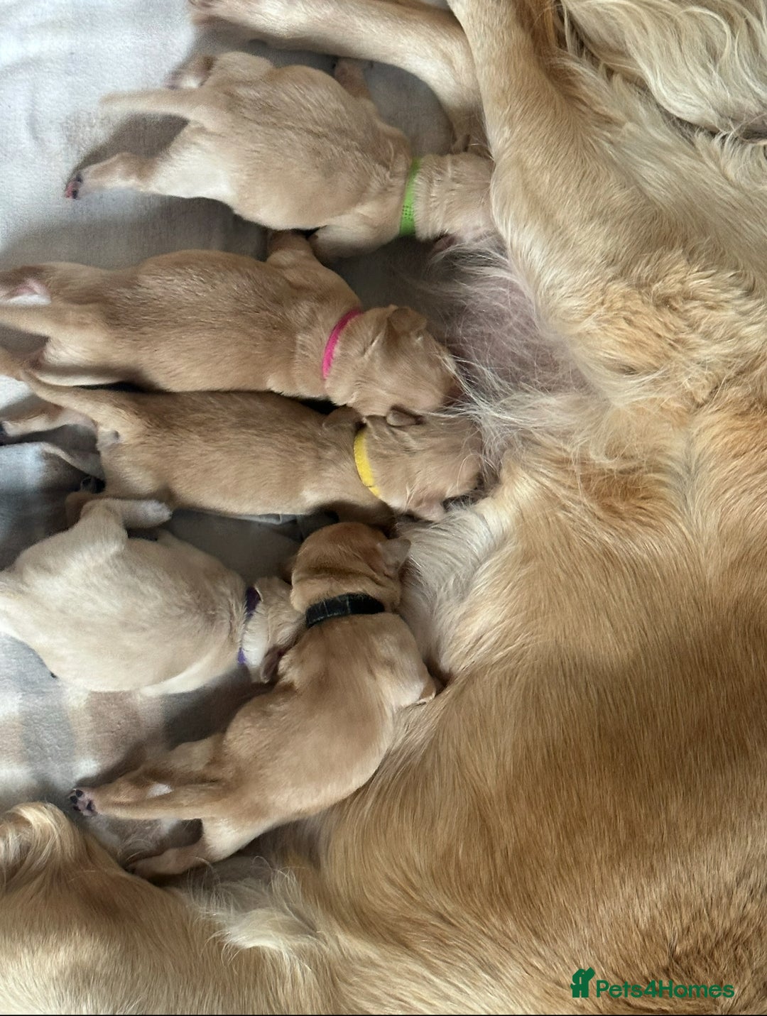 Golden Retriever dogs for sale: Stunning Showline Golden Retrievers 🐾  - Image 7