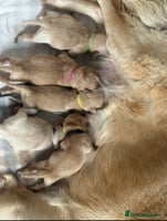 Golden Retriever dogs - Advert 3