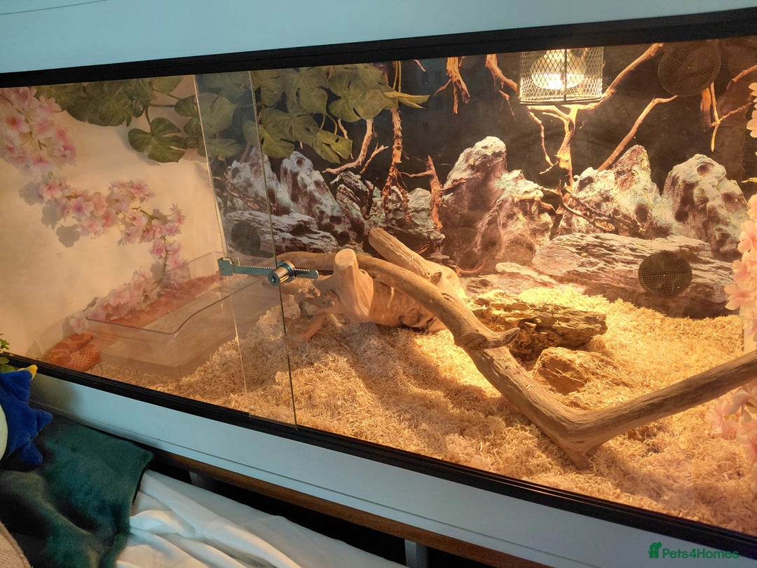 Corn Snake reptiles for sale: Corn snake  - Image 5