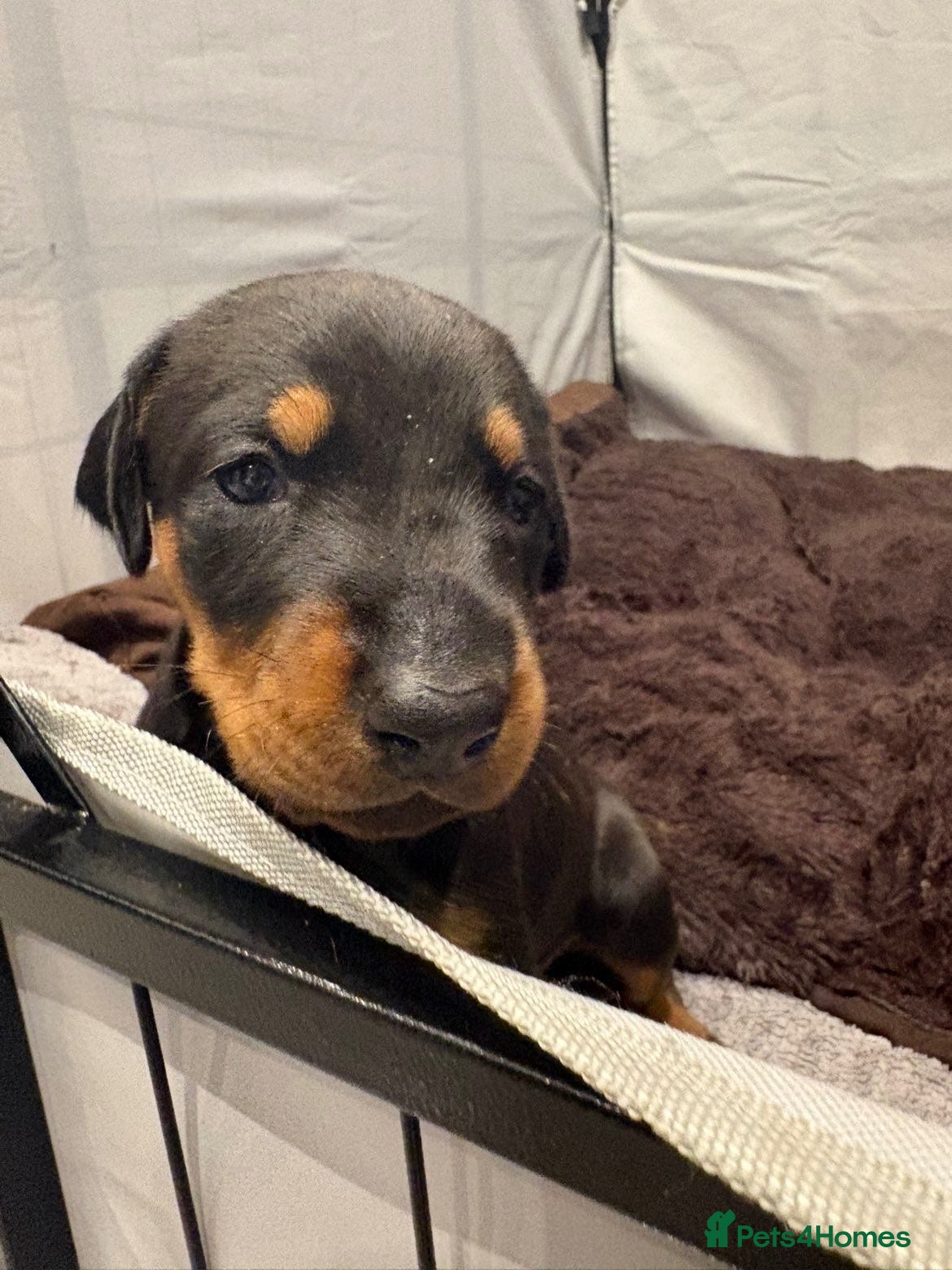 Dobermann dogs Dobermann 2 boys 1 girls  - Advert 5