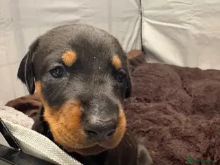 Dobermann dogs Dobermann 2 boys 1 girls - Advert 5