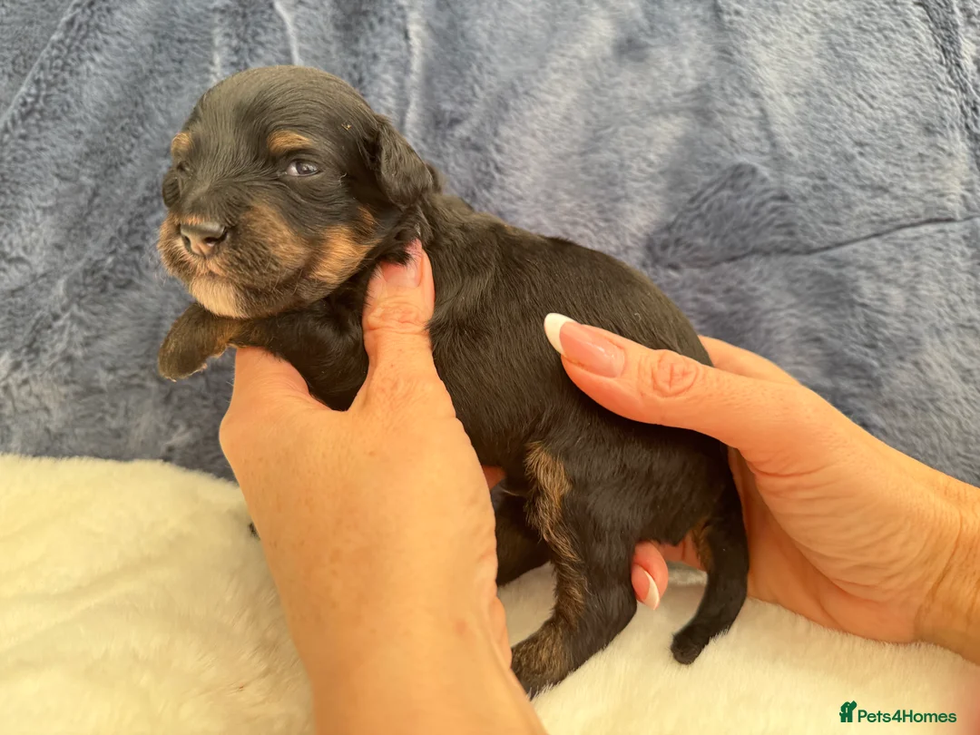 Bernedoodle dogs for sale: Gorgeous Bernedoodle puppies 🖤 - Advert 16