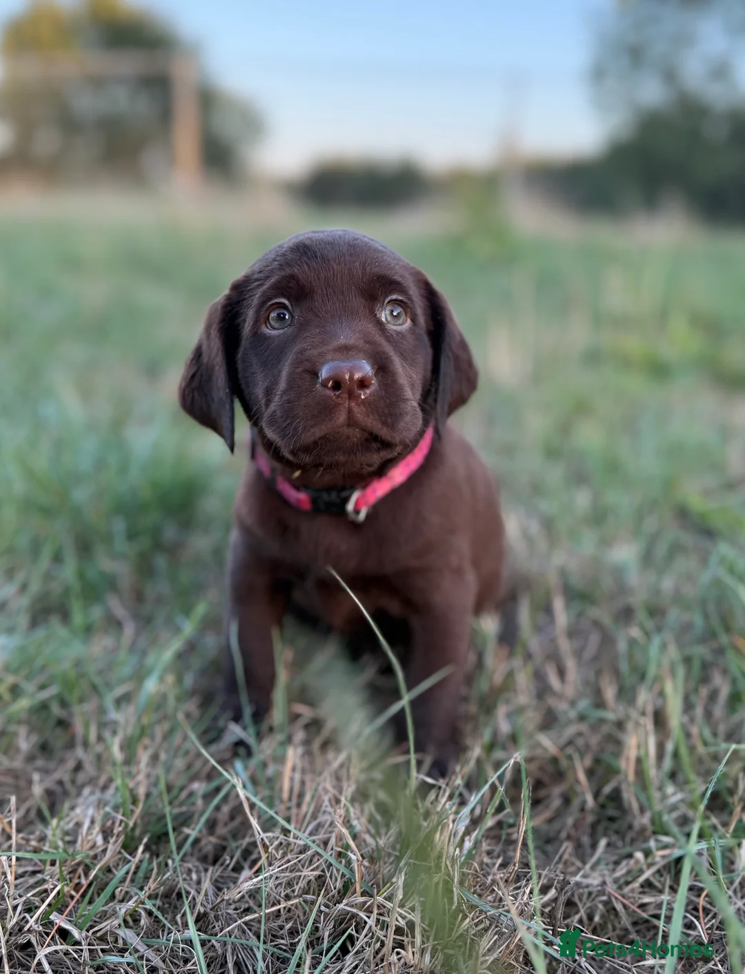 Labrador Retriever dogs for stud: Kc registered chocolate labrador - health tested  - Advert 10