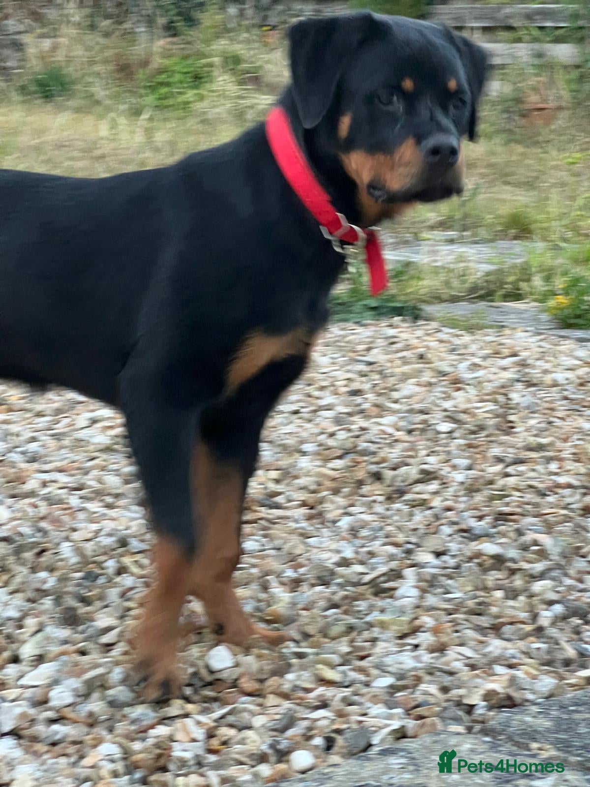 Rottweiler dogs Rottweiler puppies for show & breeding - Advert 2