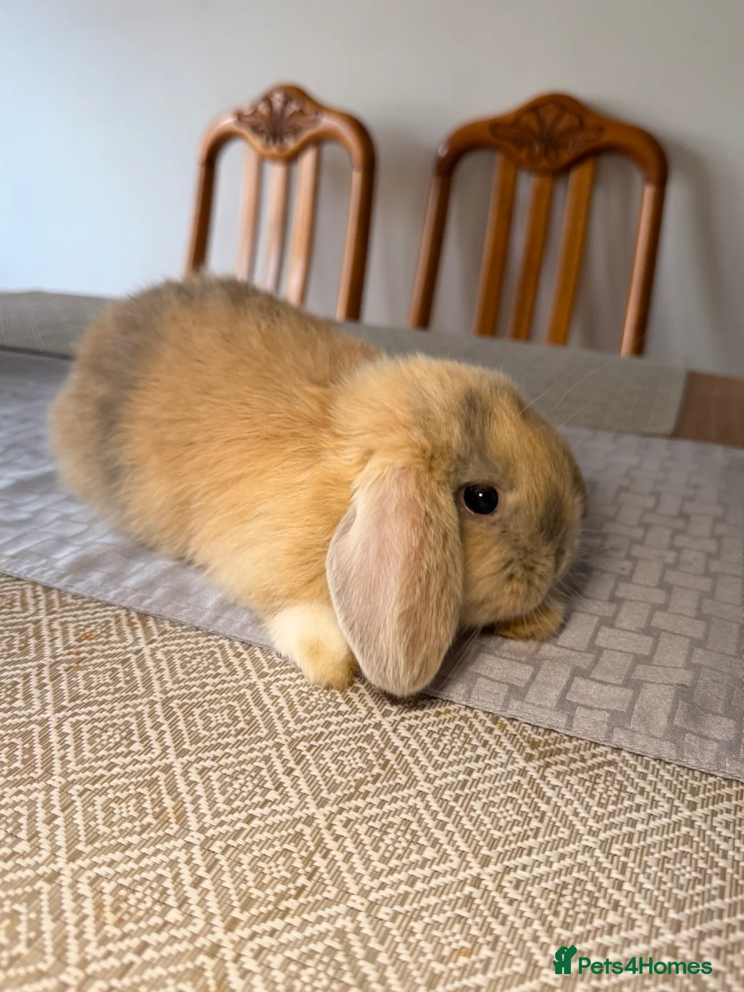 Mini Lop rabbits for sale: Mini lol rabbit  - Advert 6