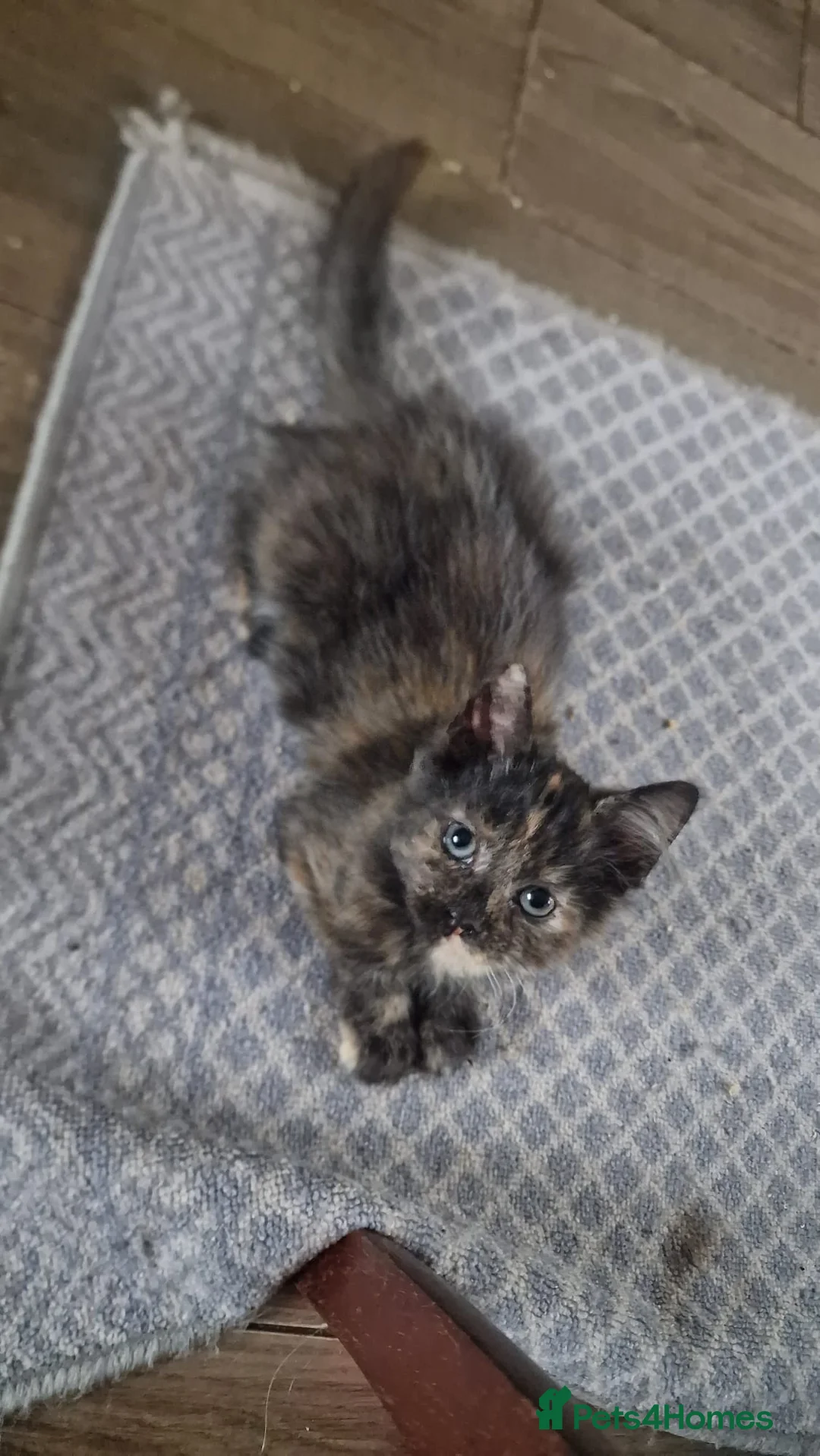 Mixed Breed cats for sale: Kittens for sale - Advert 7