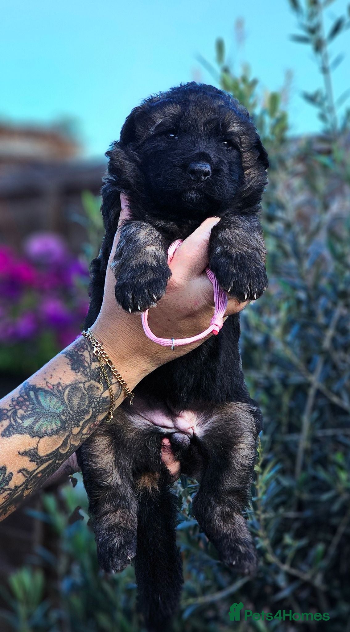 German Shepherd dogs Long Coat GSD black & tan  - Advert 2