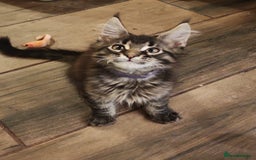 Maine Coon cats for sale: Maine coon ative purebred pedigre in Barnsley - Image 21