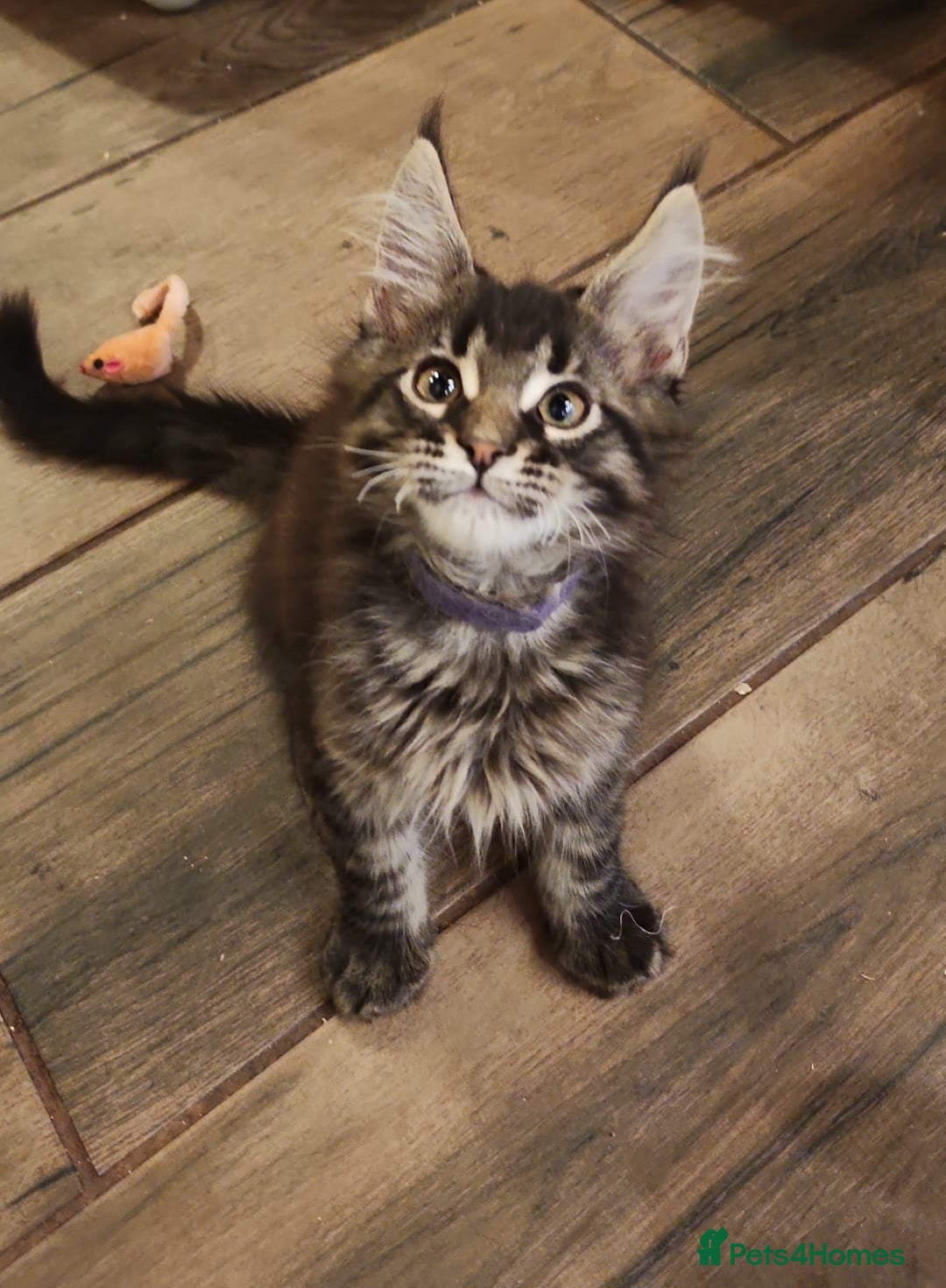 Maine Coon cats for sale: Maine coon ative purebred pedigre in Barnsley - Image 21
