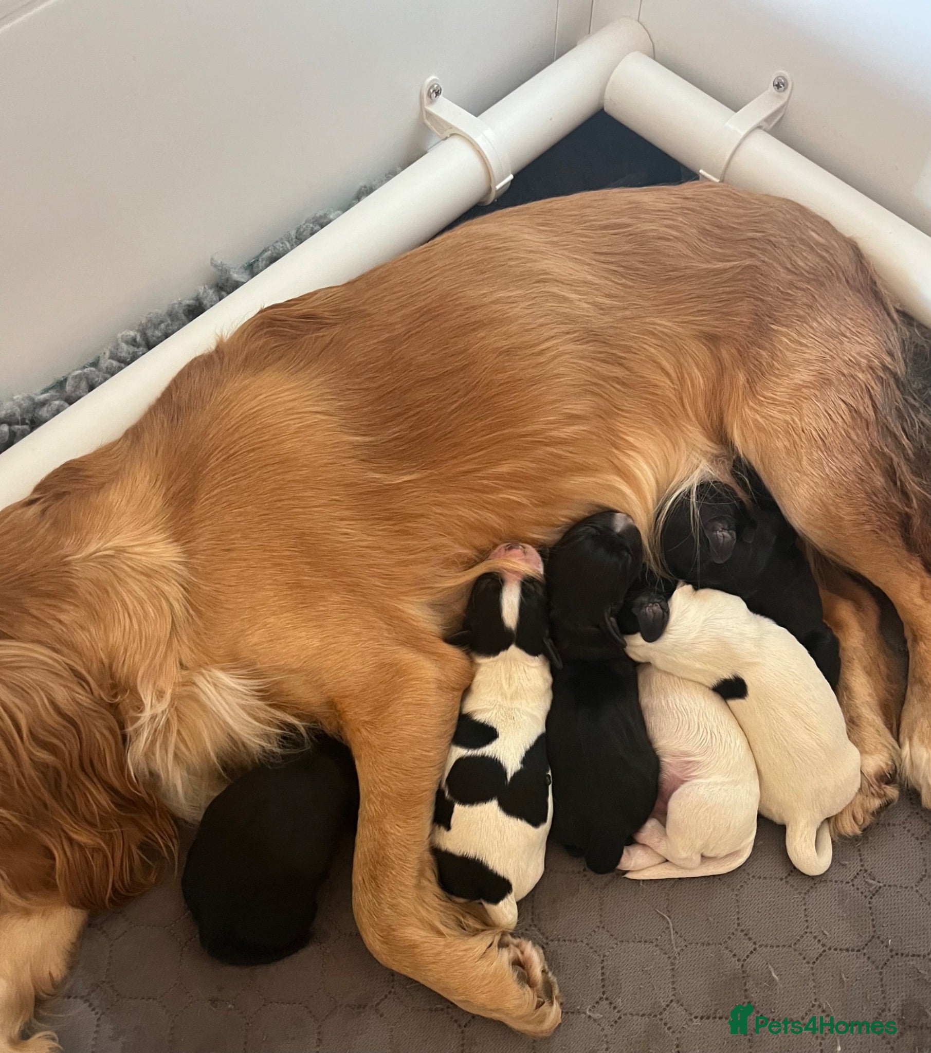Cocker Spaniel dogs Exceptional KC Working Cocker Spaniel Puppies - Advert 1
