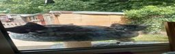 Mixed Breed cats for sale: Two Sweety boys one Black/white boy and tabby boy  - Advert 1