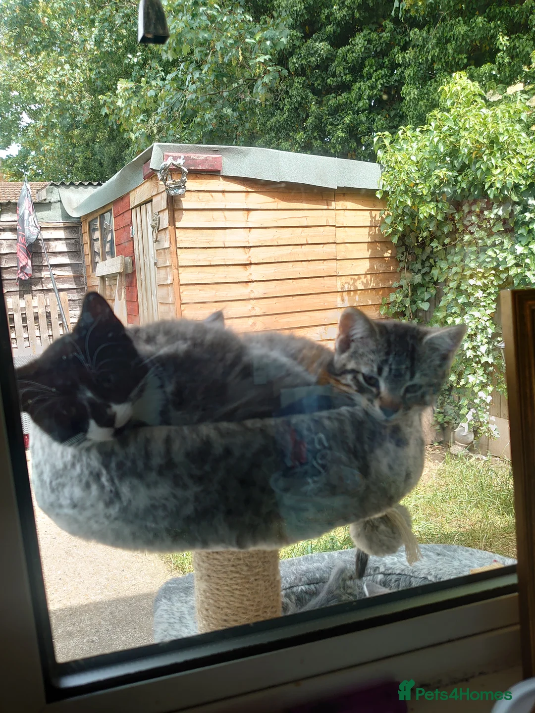 Mixed Breed cats for sale: Two Sweety boys one Black/white boy and tabby boy  - Advert 1
