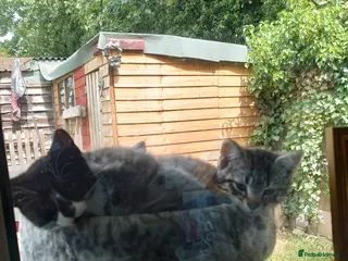 Mixed Breed cats for sale: Two Sweety boys one Black/white boy and tabby boy - Advert 1