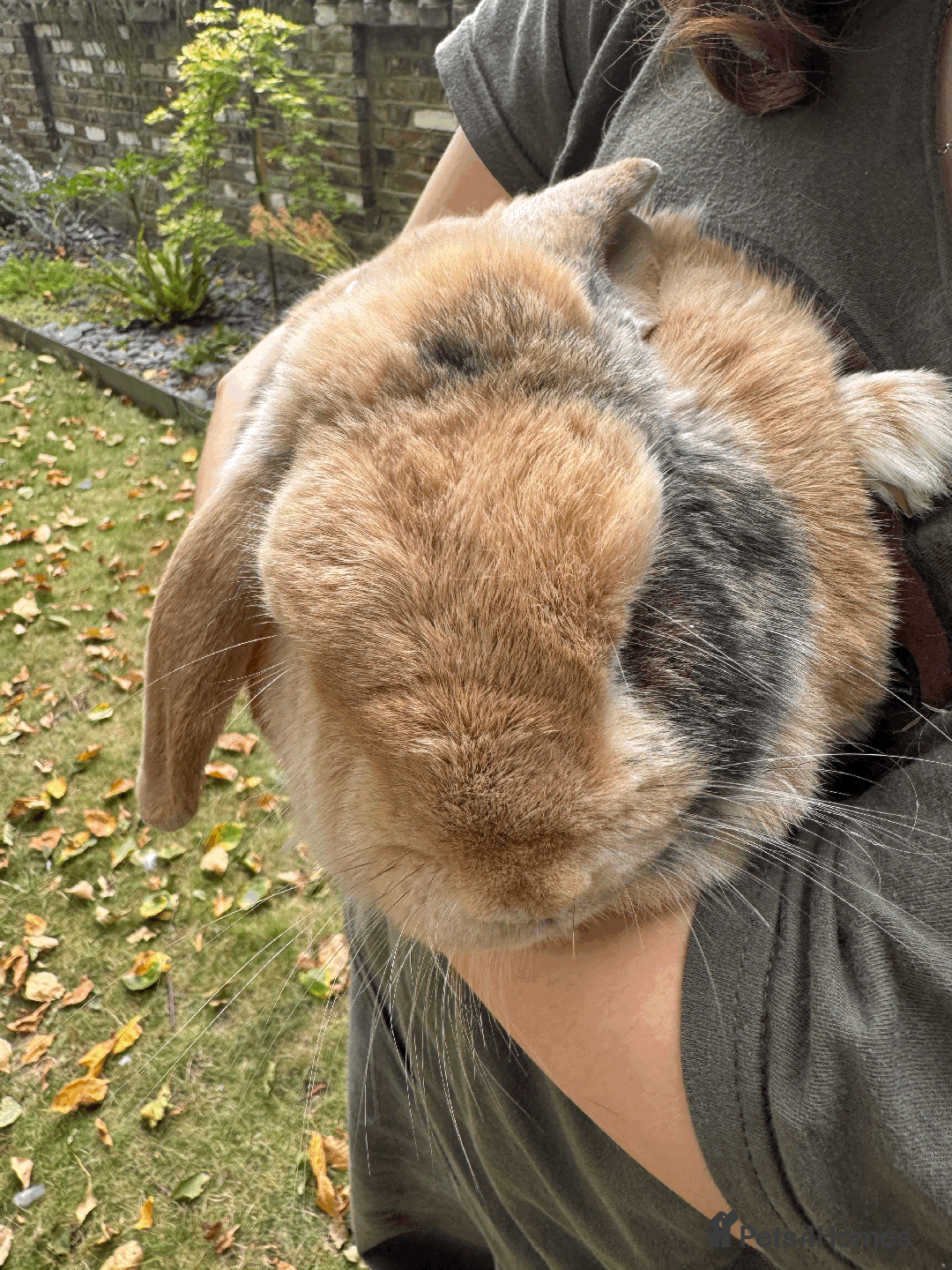 Mini Lop rabbits for sale: Bonded pair mini lop rabbits - Image 2