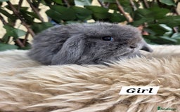 Mini Lop rabbits for sale: Pure bred Mini Lop Bunnies - Image 10