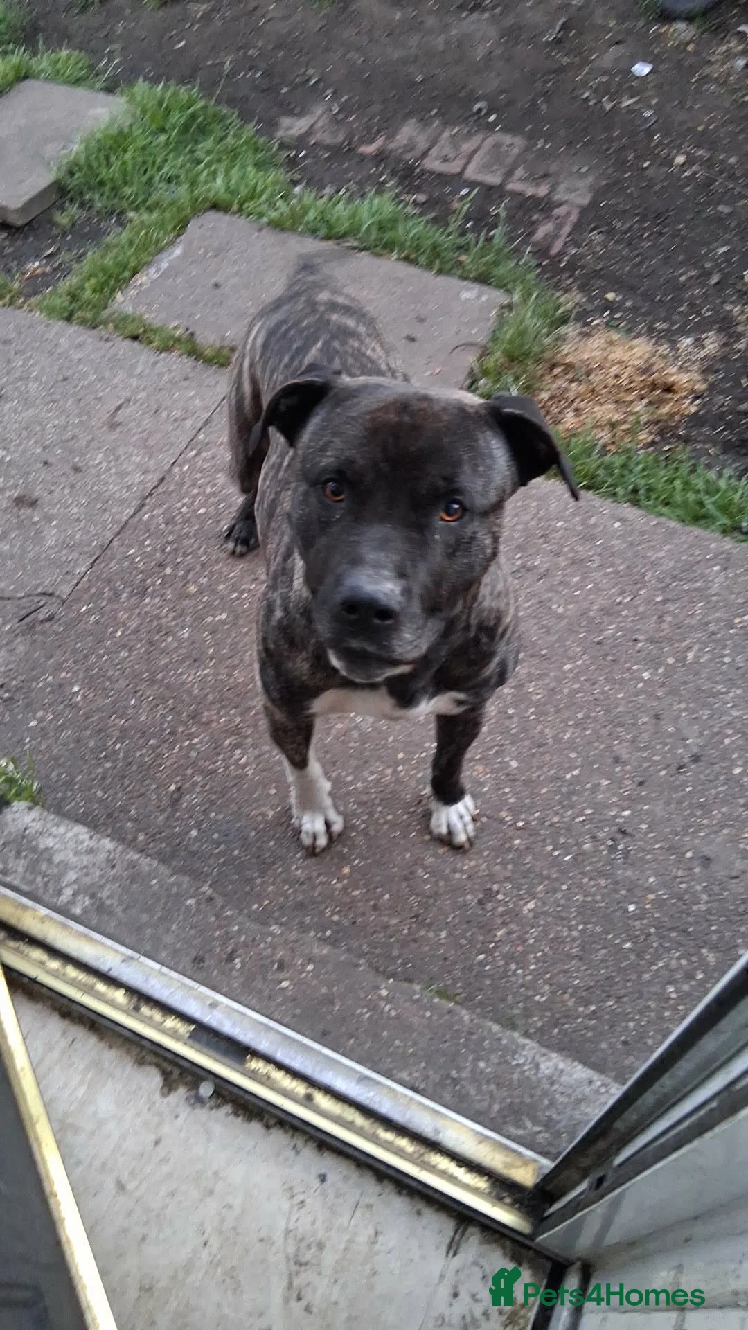Presa Canario dogs for sale: 3 year old presa for sale  - Advert 4