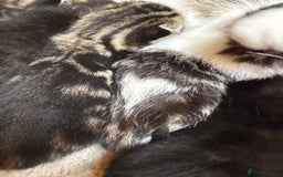 Mixed Breed cats for sale: 6 Cute Kittens Looking for Loving Homes - Image 12