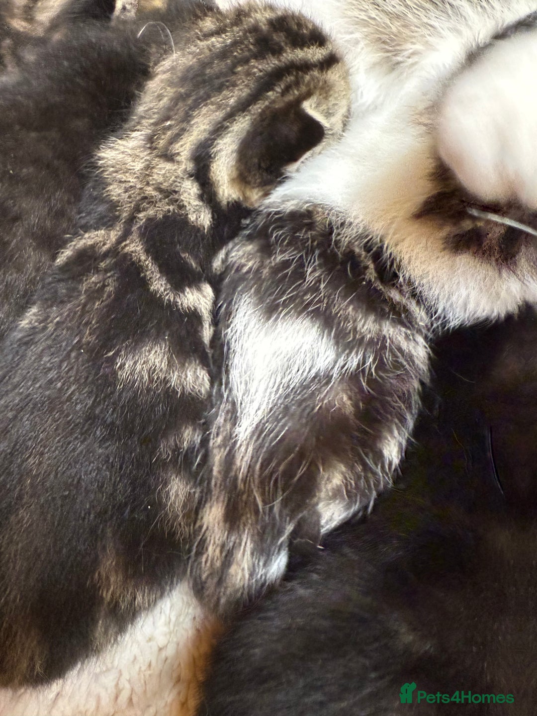 Mixed Breed cats for sale: 6 Cute Kittens Looking for Loving Homes - Image 12
