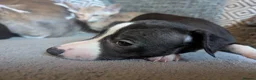 Whippet dogs for sale: Super friendly KC registered whippet pups - Advert 22