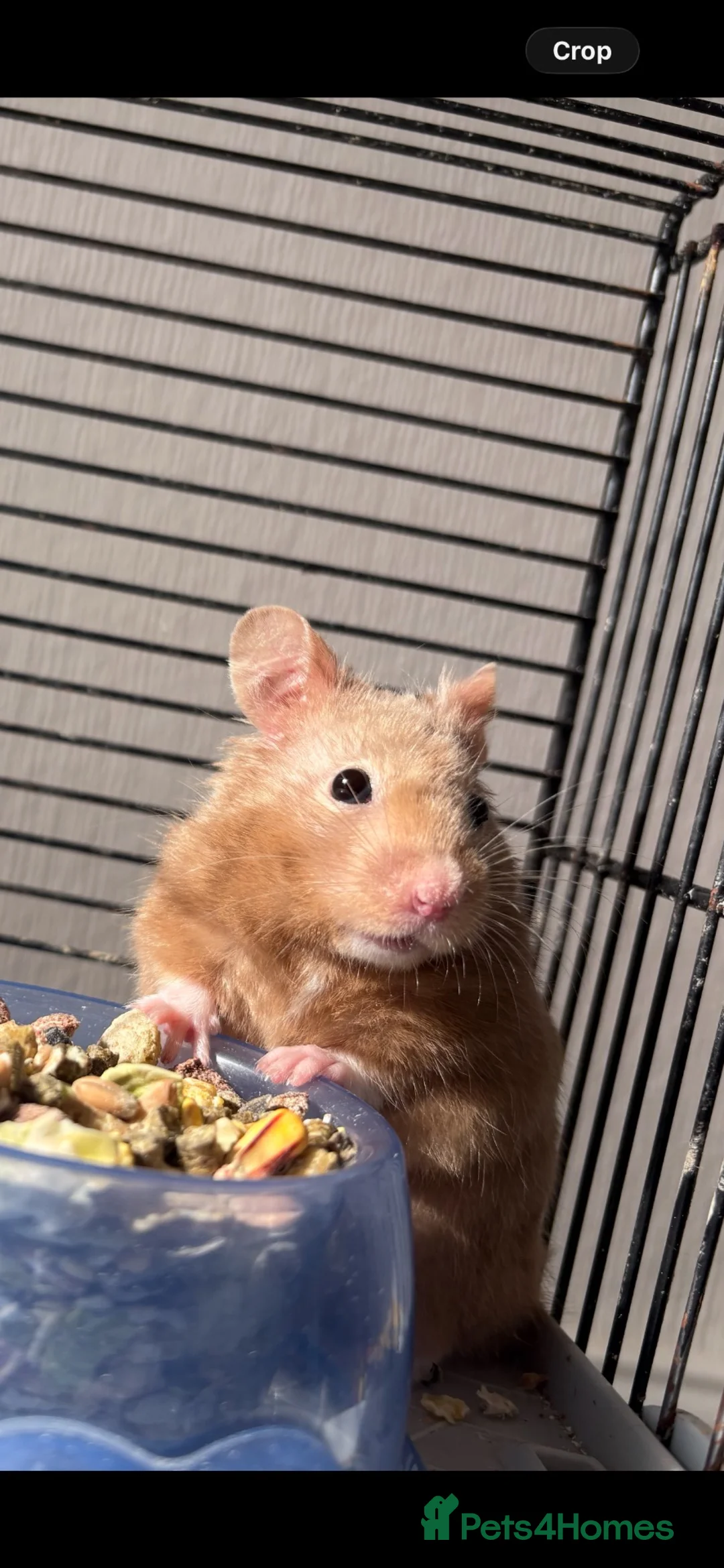 Hamster rodents for sale: Young male hamster with cage - Advert 2