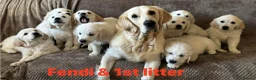 Golden Retriever dogs for sale: Our Beautifil KC registered Golden Retriever   in Leeds - Advert 22