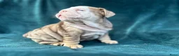 English Bulldog dogs for sale: 🌟 Quality English Bulldog Puppies ⭐️  - Advert 19