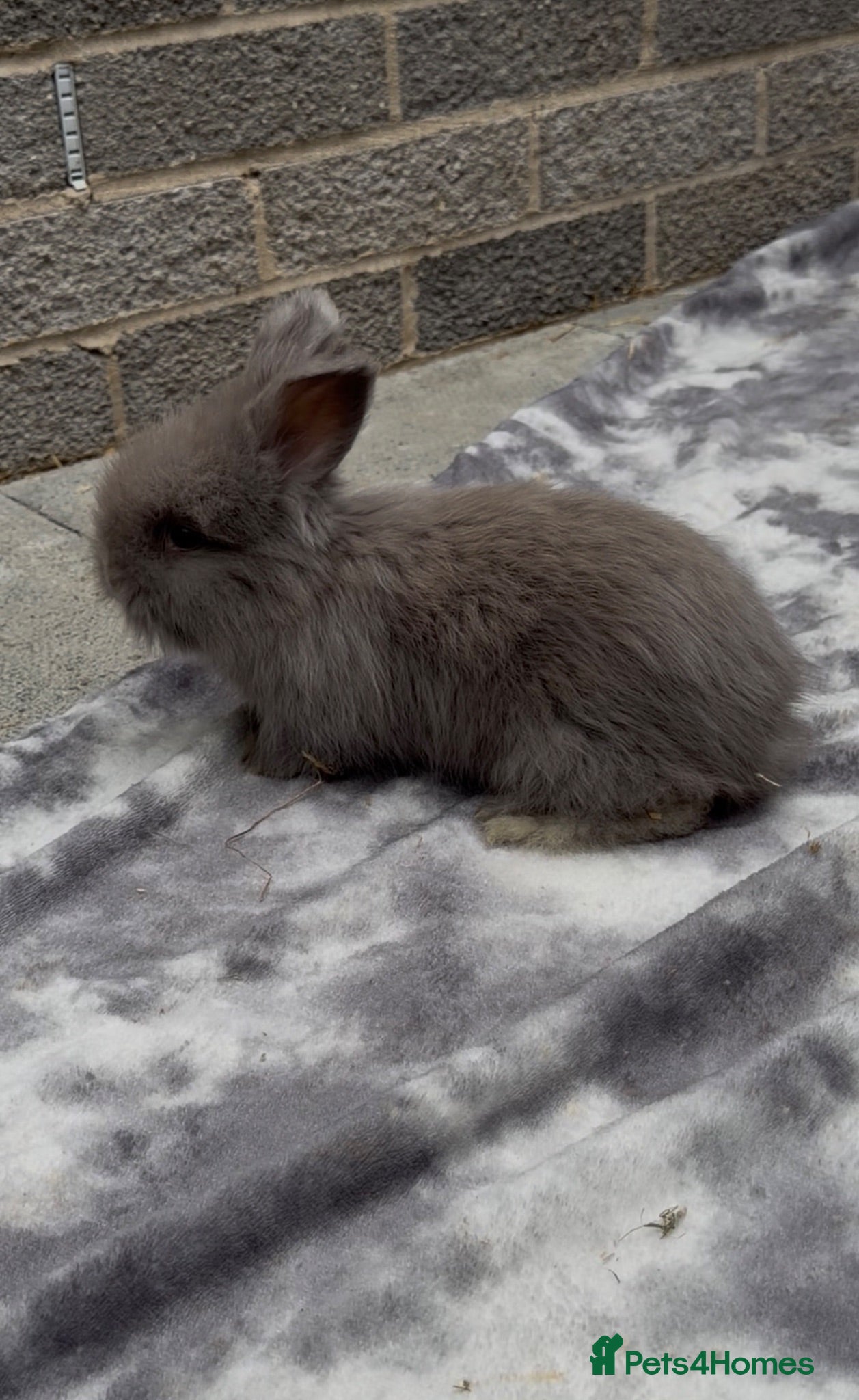 Angora rabbits Angora - Advert 2