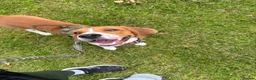 Beagle dogs for sale: Teo wants his forever home - Advert 4