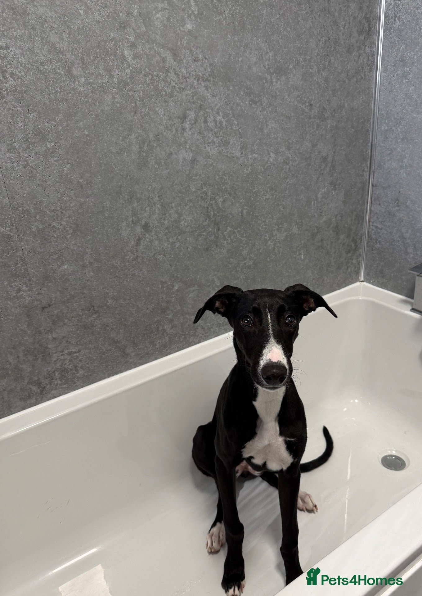 Mixed Breed dogs Gorgeous Greyhound Lurcher  - Advert 3