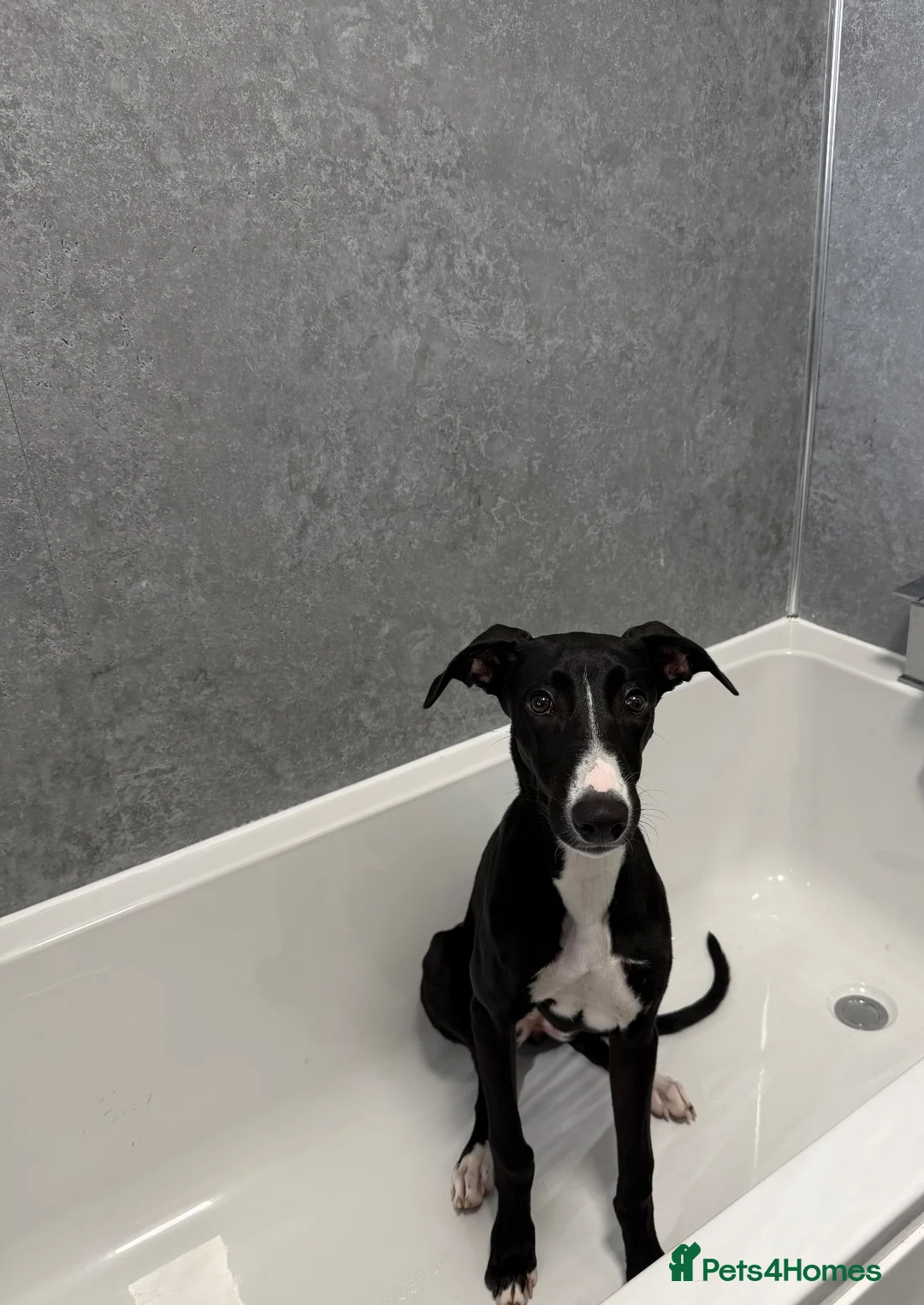 Mixed Breed dogs for sale: Gorgeous Greyhound Lurcher  in Gainsborough - Advert 1