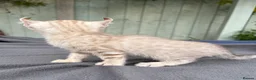 Keetso cats for sale: Awesome litter of polydactyl snow leopard Keetsos  - Advert 15