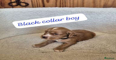 Cocker Spaniel dogs - Advert 10