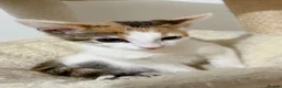 Mixed Breed cats for sale: Moti, female Calico kitten  - Advert 6
