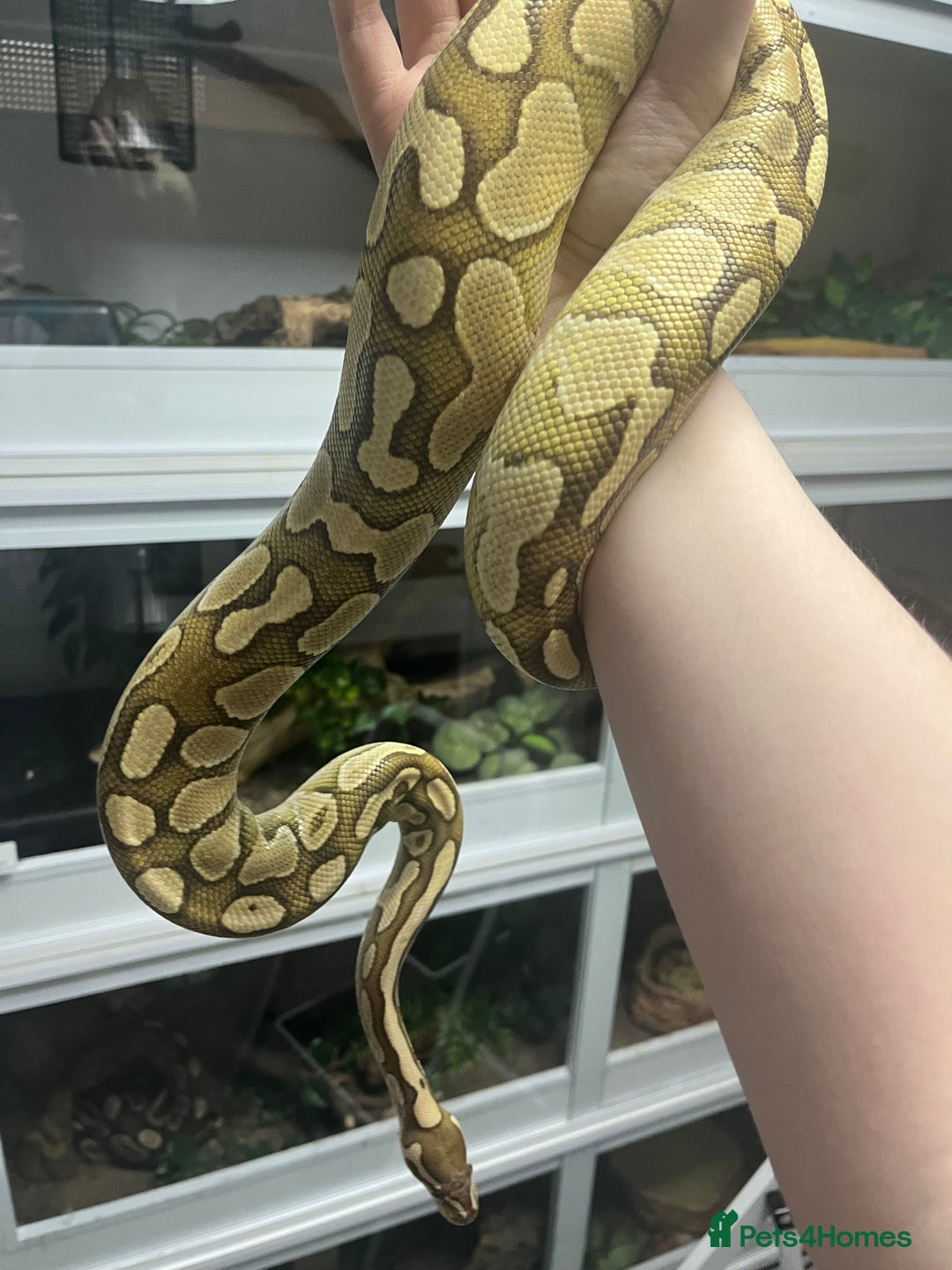 Mixed Breed reptiles for sale: Loads of snakes for rehome!  - Advert 1