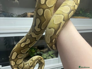 Mixed Breed reptiles Loads of snakes for rehome! - Advert 2