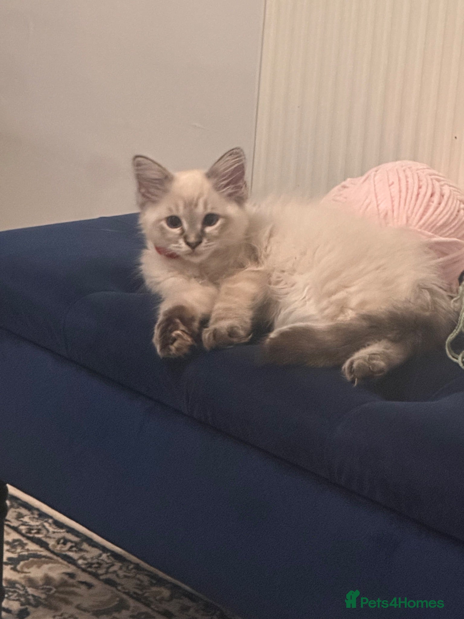 Ragdoll cats Beautiful ragdoll male kitten ready for adoption  - Advert 3