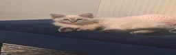 Ragdoll cats for sale: Beautiful ragdoll male kitten ready for adoption  in Bristol - Advert 1