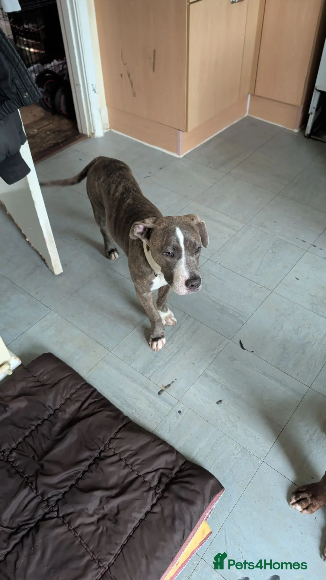 Mixed Breed dogs for sale: Titan - Advert 2