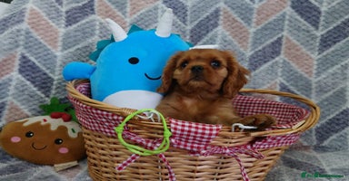 Cavalier King Charles Spaniel dogs - Advert 3