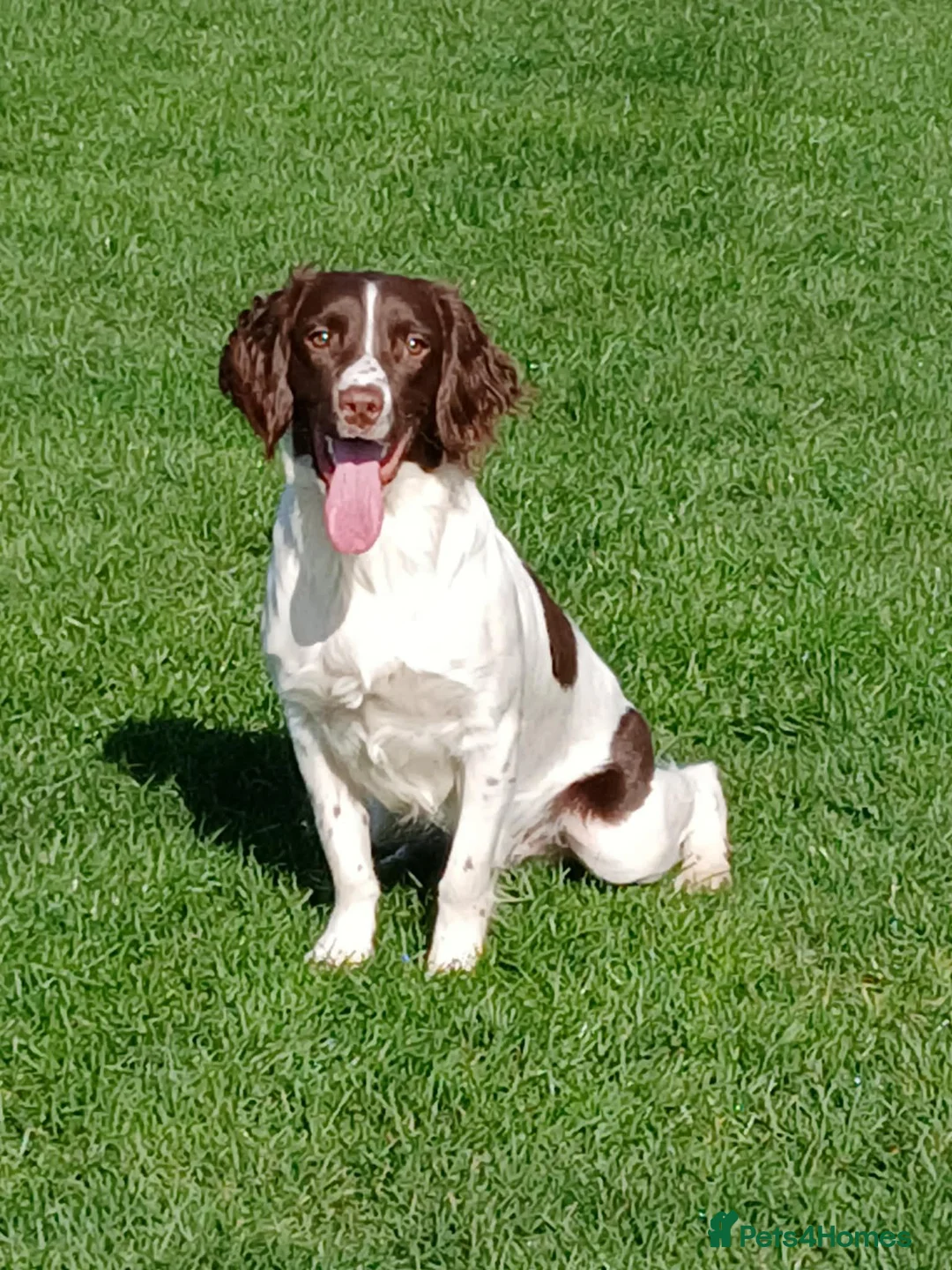 English Springer Spaniel dogs for sale: Springer spaniel pups - Advert 13