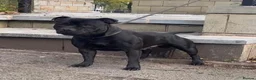 Staffordshire Bull Terrier dogs for sale: Kassius Staffordshire bull terrier pups for sale  in Middlesbrough - Advert 3