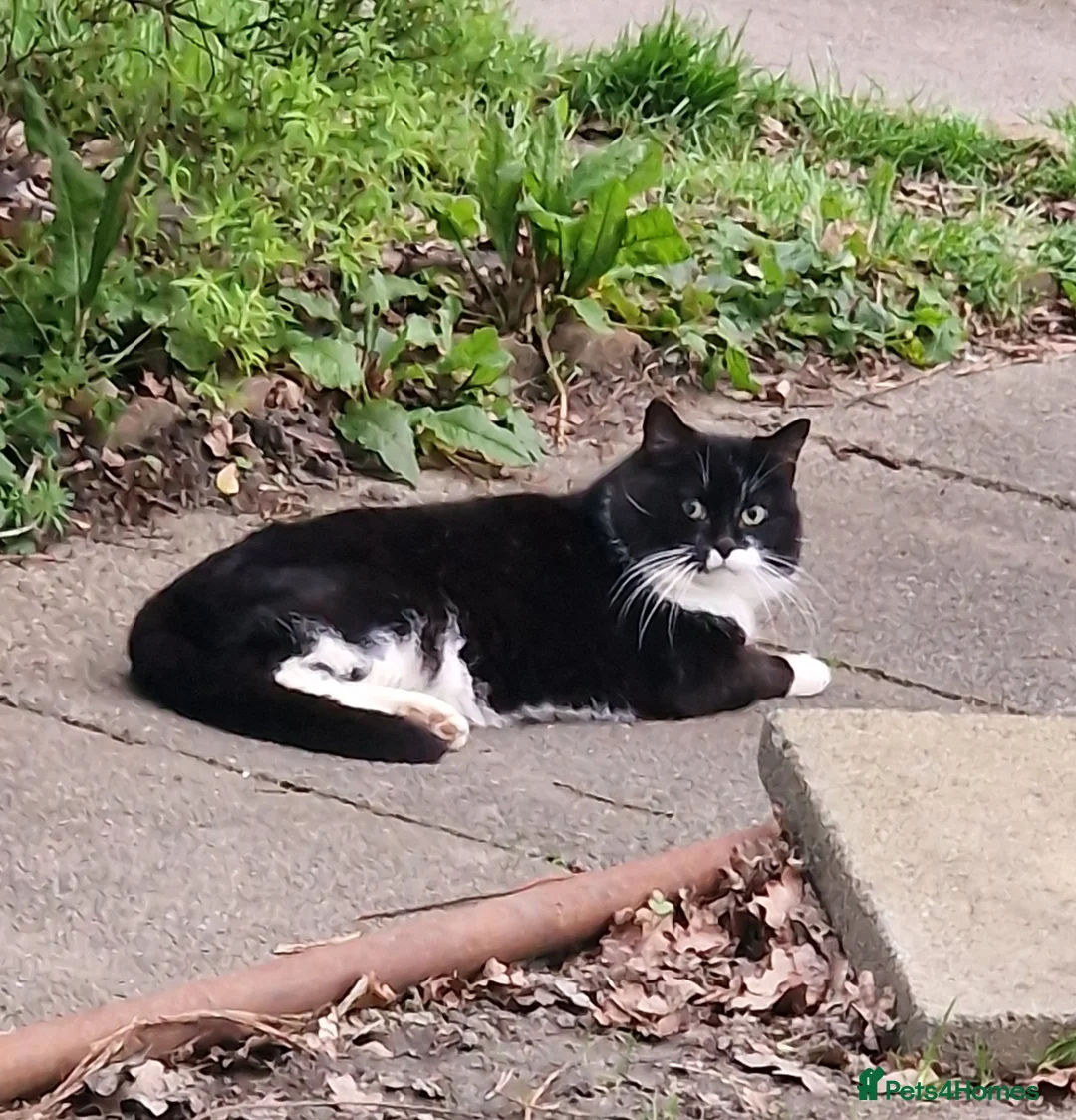 Scottish Fold cats for sale: Scottish fold cross kittens - Advert 11