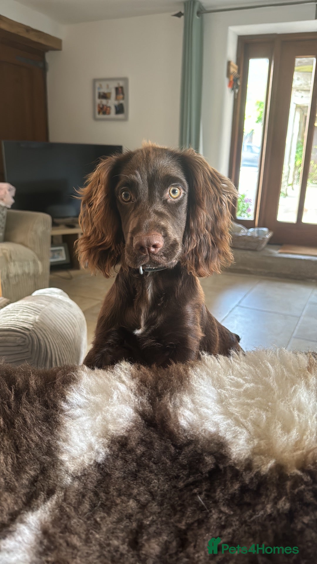 Cocker Spaniel dogs Male Liver Cocker Spaniel - Advert 5