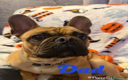 French Bulldog dogs for sale: 7 beautiful French bulldog  - Image 10