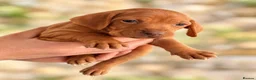 Hungarian Vizsla dogs for sale: 🐾 Beautiful Hungarian Vizsla Puppies For Sale 🐾 - Advert 6
