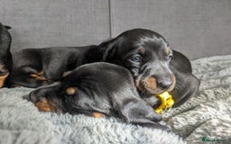 Dachshund dogs for sale: 🐾5 Beautiful Standard Dachshunds 🐾 - Image 10